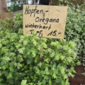 Hopfen-Oregano